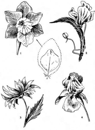 Как сделать цветы из перьев. Лилия, нарцис, ирис, ромашка, гвоздика, василёк и другие цветы.