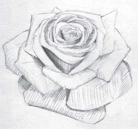как правельно рисовать розу